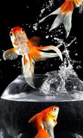 Gold Fish Wallpaper Poster