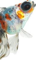 सोने की मछली वॉलपेपर स्क्रीनशॉट 2