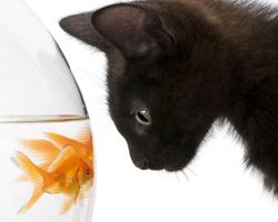 Gold Fish Wallpapers imagem de tela 3