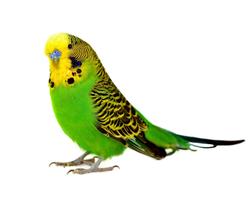 Exotic Birds Wallpapers screenshot 3