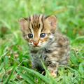 Pets Themes