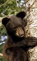 Animales Temas captura de pantalla 1