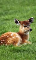 Animales Temas captura de pantalla 2
