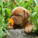 Puppies And Dogs Wapplalers APK