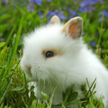 ”Rabbits Wallpapers