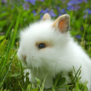 Rabbits Wallpapers APK