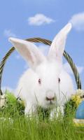 Rabbits Wallpapers پوسٹر