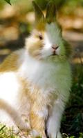 Rabbits Wallpapers اسکرین شاٹ 1