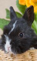 Rabbits Wallpapers اسکرین شاٹ 2