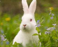 Rabbits Wallpapers اسکرین شاٹ 3