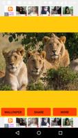Lion Pictures plakat