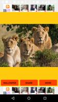 Lion Pictures پوسٹر