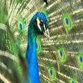 PeacockPics