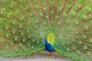 PeacockPics تصوير الشاشة 1