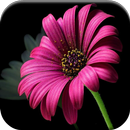 Good Afternoon Images APK