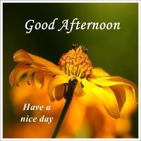 Good Afternoon Images Affiche