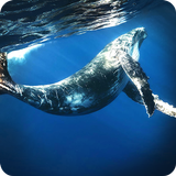 Angry Whale 2018 иконка