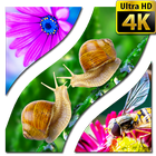 Duvar Kağıtları Makro 4K UHD simgesi