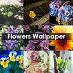 Flowers Wallpaper 4k
