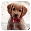 Cute Dog Wallpaper Ultra HD Quality APK