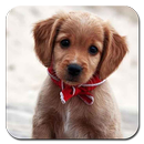 Cute Dog Wallpaper Ultra HD Quality-APK