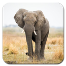 Elephant Wallpaper Ultra HD Quality APK