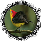 Canto do uirapuru icon