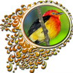 Aves do Brasil - Uirapuru