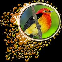 Aves do Brasil - Uirapuru Plakat