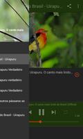 Aves do Brasil - Uirapuru imagem de tela 3