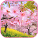 APK Season Flower Wallpapers HD