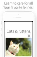 Cats & Kittens - Cat Care 海报