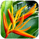 Rompecabezas de flores APK