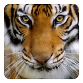 Tiger Live Wallpaper