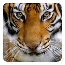 Tiger Live Wallpaper APK