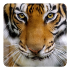 Tiger Live Wallpaper icône