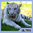 White Tiger Motivation Quotes APK