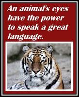 Inspirational Tiger Quotes Affiche