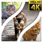 Wallpapers Cat 4K UHD ไอคอน