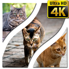 바탕 화면 고양이 4K UHD 아이콘