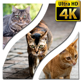 Wallpapers Cat 4K UHD icon