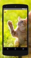 Fondos de pantalla del gato 4K Poster