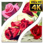 Wallpapers Rose 4K आइकन