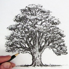 Cómo dibujar un árbol icono