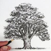 How To Draw Tree Affiche