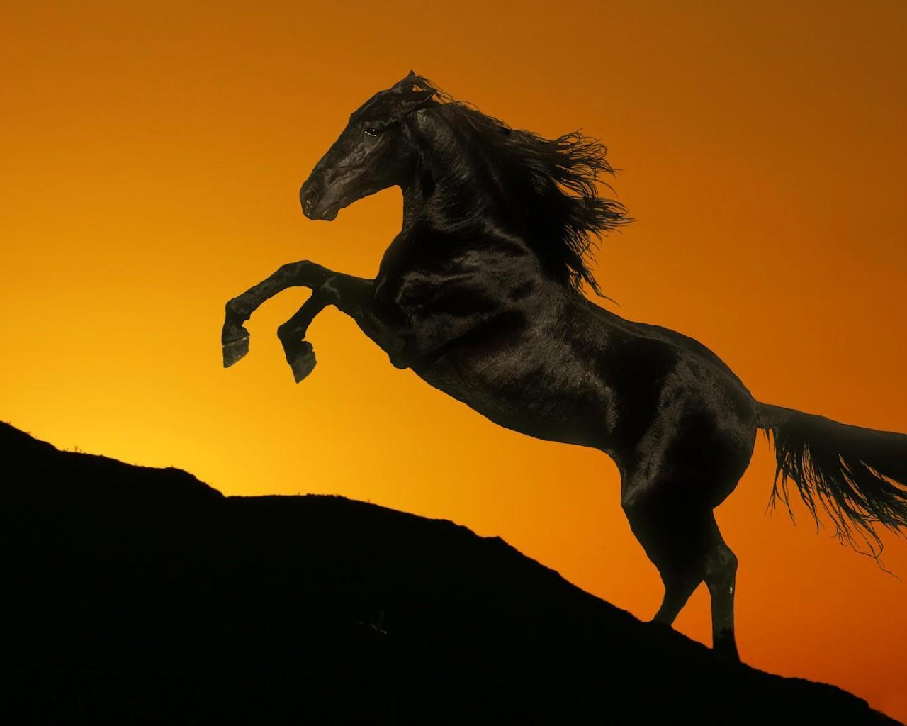 Черный конь скачет. Мустанг лошадь. Вороной Мустанг иноходец. Лошадь на черном фоне. Лошадь на дыбах.