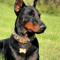 Doberman Pinscher New HD Wallpapers
