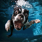 Underwater Dogs Live Wallpaper icon