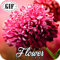 Flower GIF