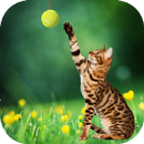 Cat playing ball live wallpaper APK